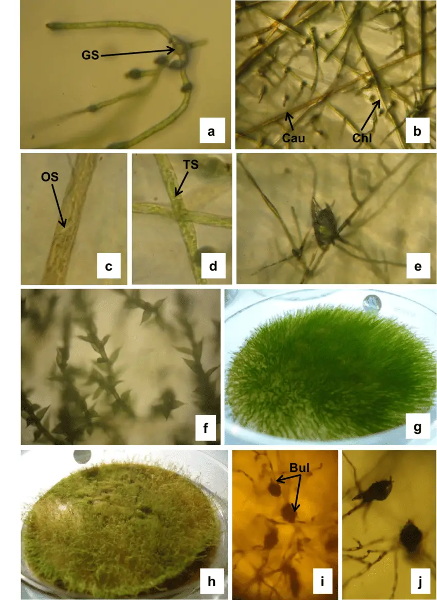 a-j-In-vitro-growth-of-Bryum-dichotomum-Hedw-a-Germinated-spore-b-a-portion-of.png