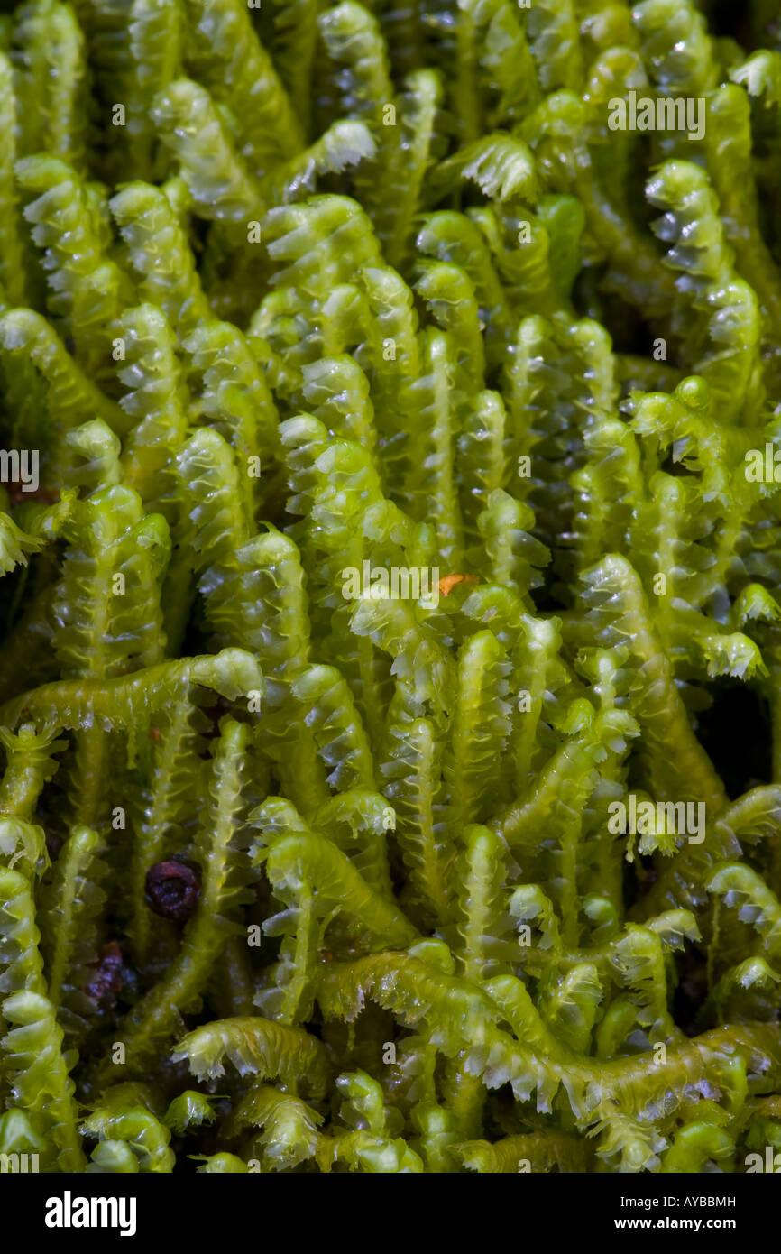 a-leafy-liverwort-bazzania-trilobata-AYBBMH.jpg