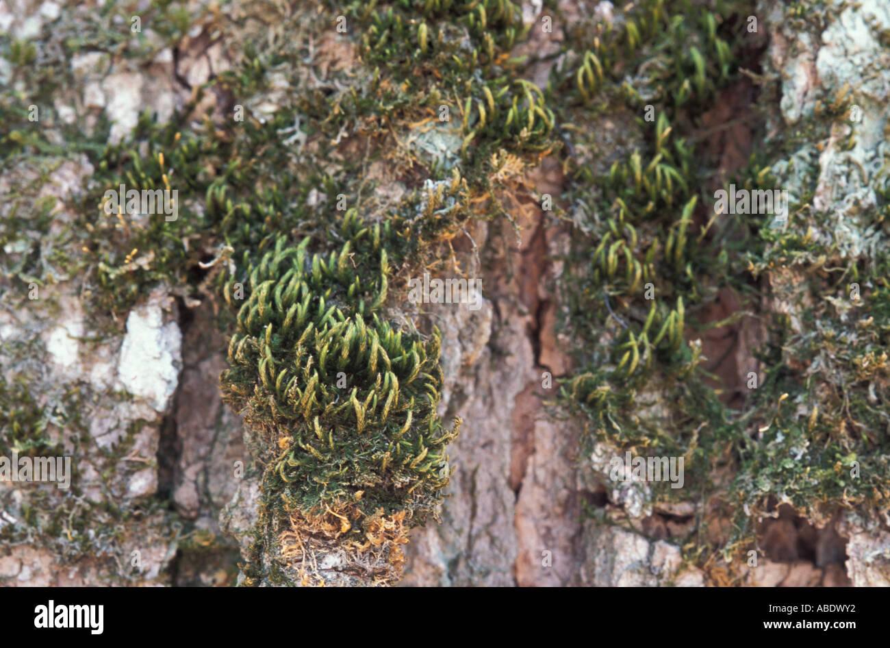 a-moss-leucadon-brachypus-grows-on-old-sugar-maples-more-than-40-cm-ABDWY2.jpg