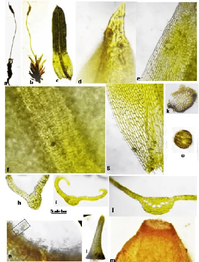 a-o-Weissia-controversa-var-crispata-a-Dry-gametophyte-carrying-sporophyte-b-Wet.png