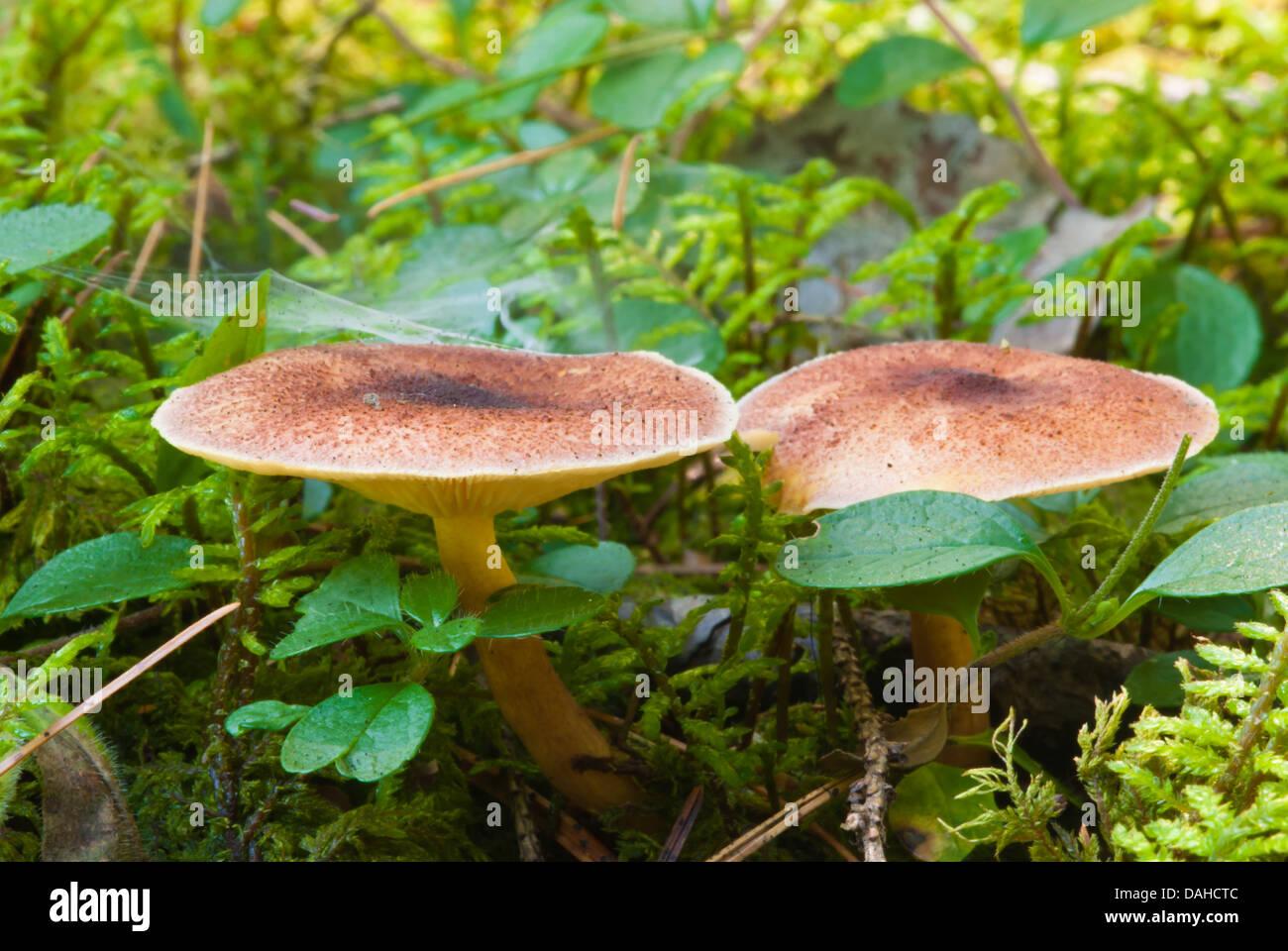 a-pair-of-tricholomopsis-rutilans-mushrooms-growing-among-moss-and-DAHCTC.jpg