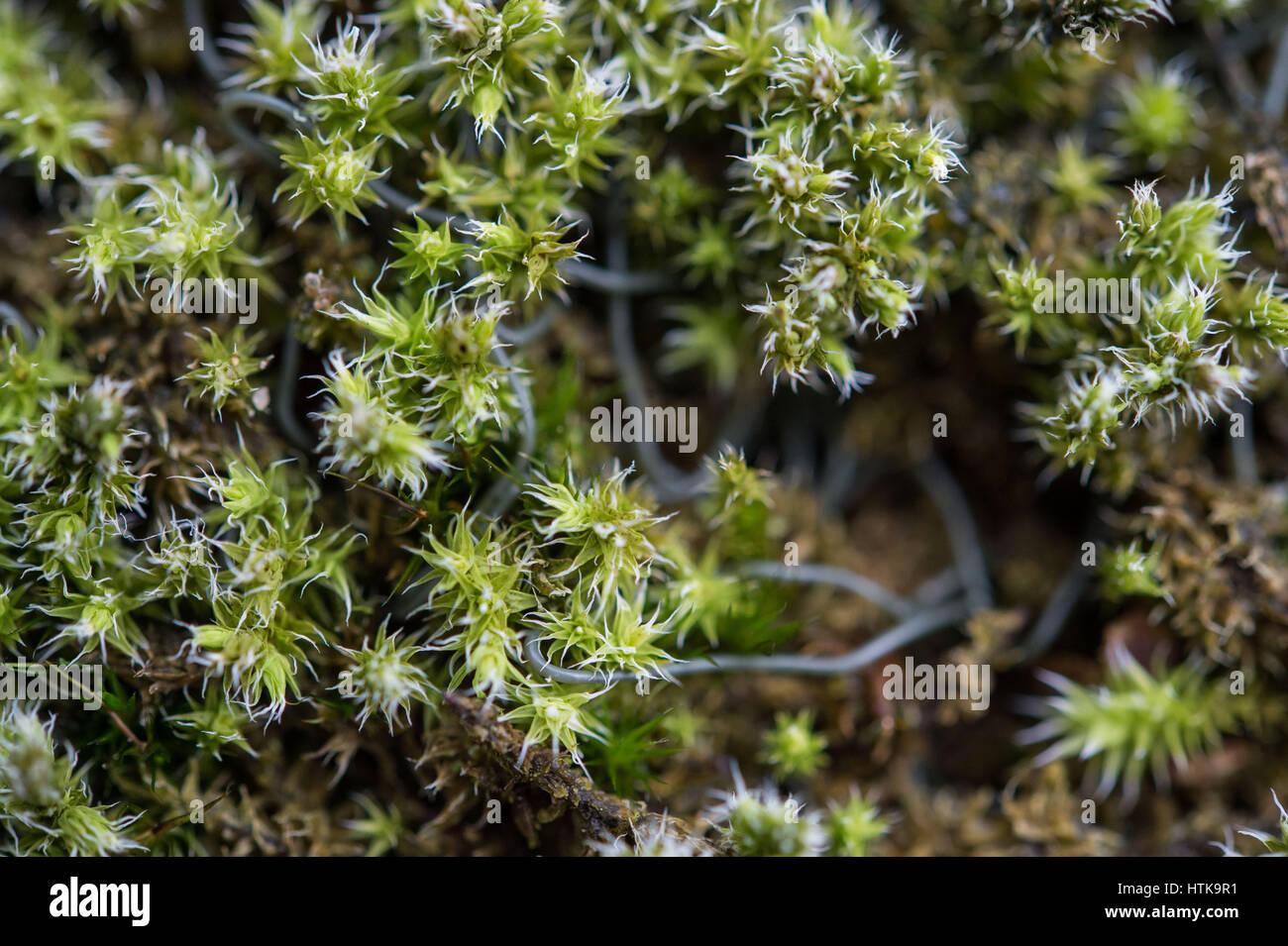 a-wall-covered-in-a-species-of-moss-racomitrium-lanuginosum-in-stuttgart-HTK9R1.jpg