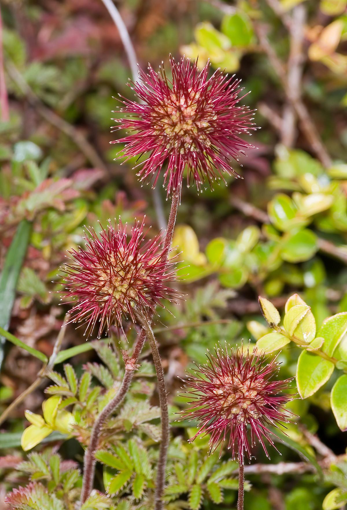 acaena-novae-zelandiae-03-1.1200x0-u0i1s1q90f1.jpg