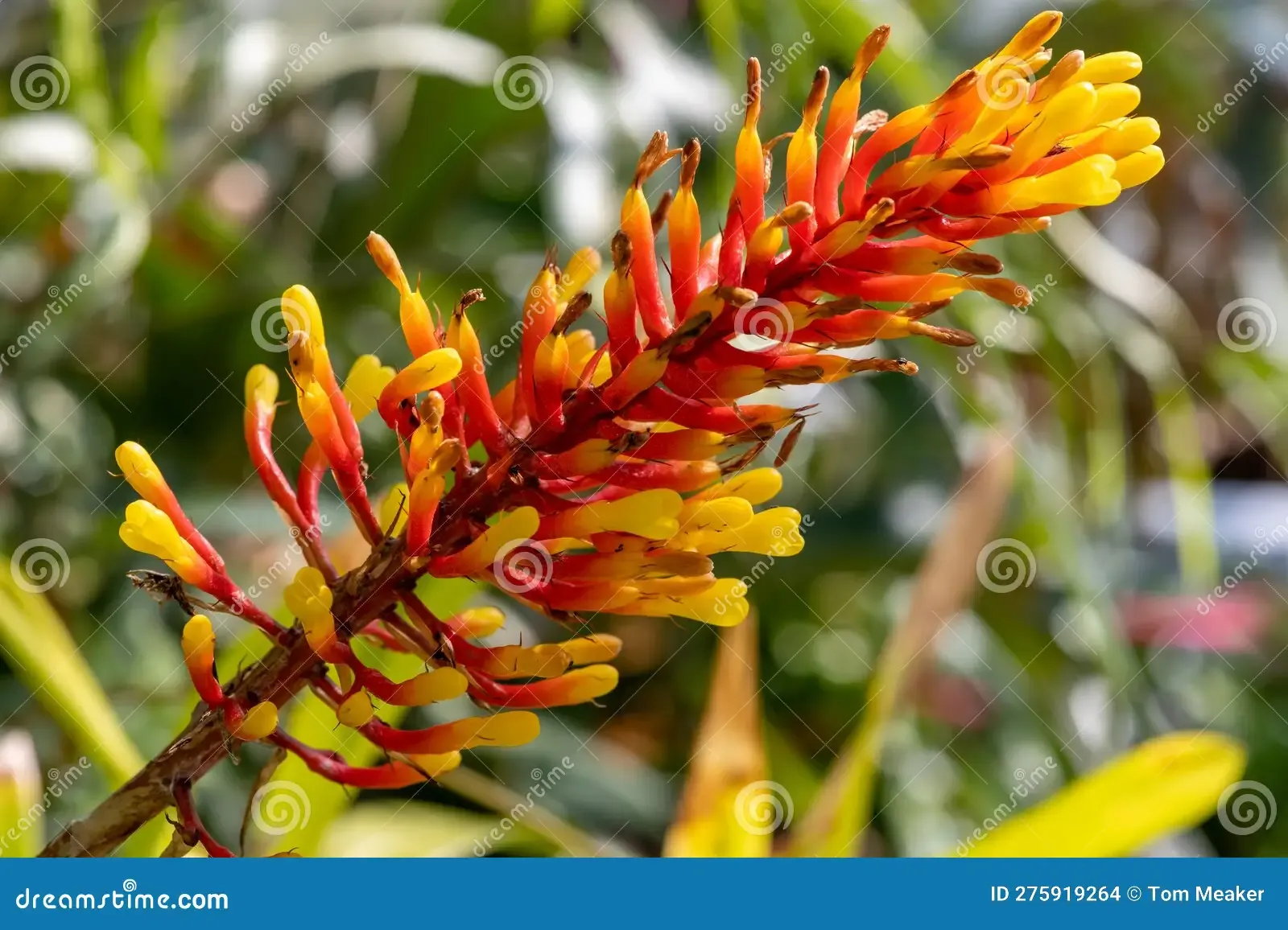 aechmea-winkleri-close-up-flower-bloom-275919264.jpg