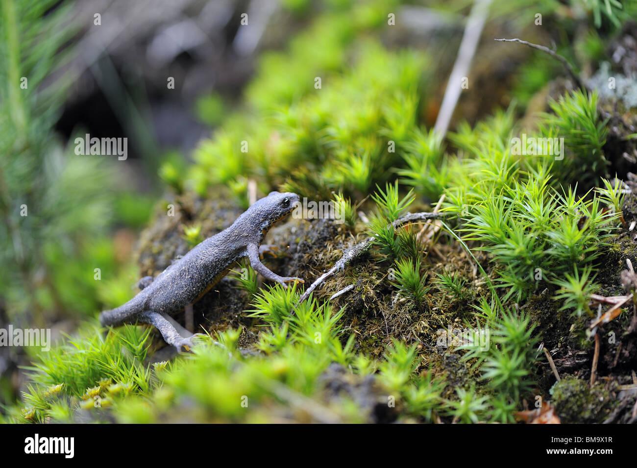 alpine-newt-triturus-alpestris-walking-on-moss-in-a-wood-BM9X1R.jpg