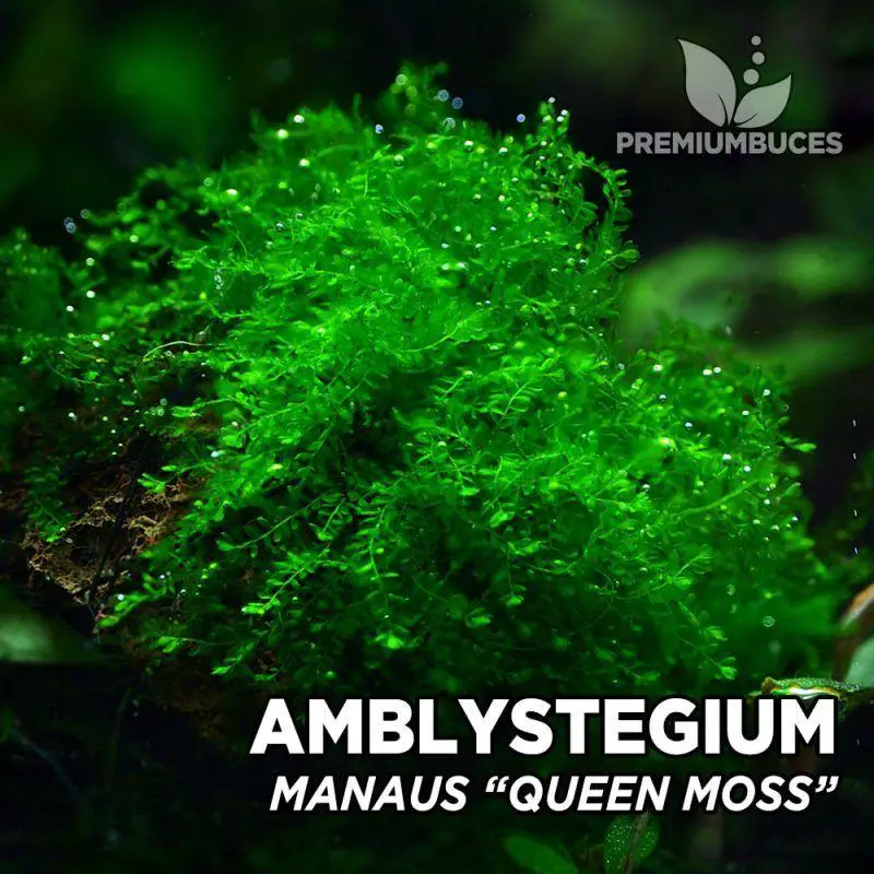 amblystegium-manaus-queen-moss-1-800x800.jpg