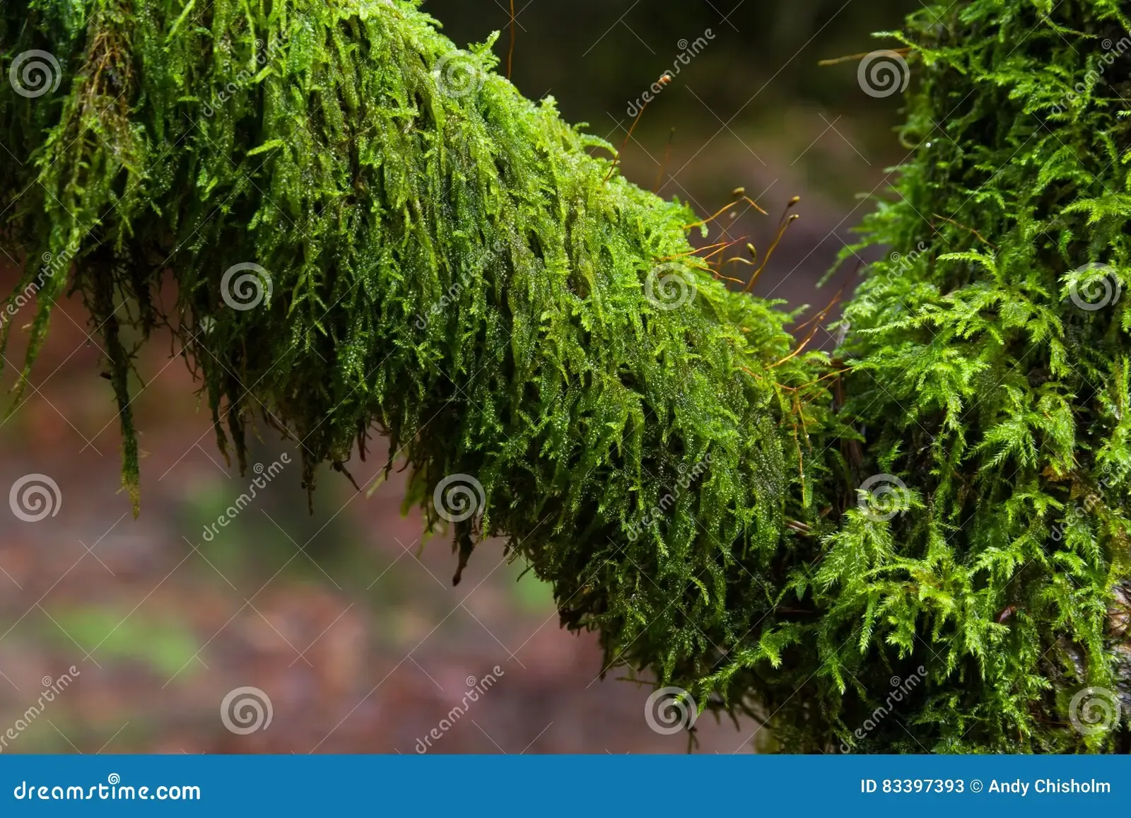 amblystegium-serpens-creeping-feathermoss-branch-tree-feather-moss-83397393.jpg