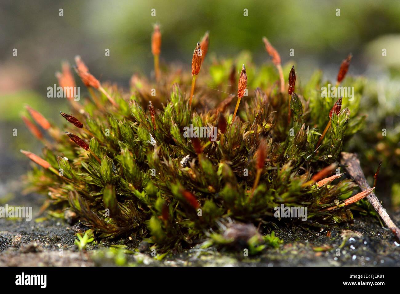 anomale-borsten-moos-orthotrichum-anomalum-ein-kissen-eines-gemeinsamen-mooses-zeigen-braune-laubmoose-in-familie-orthotrichaceae-fjek81.jpg