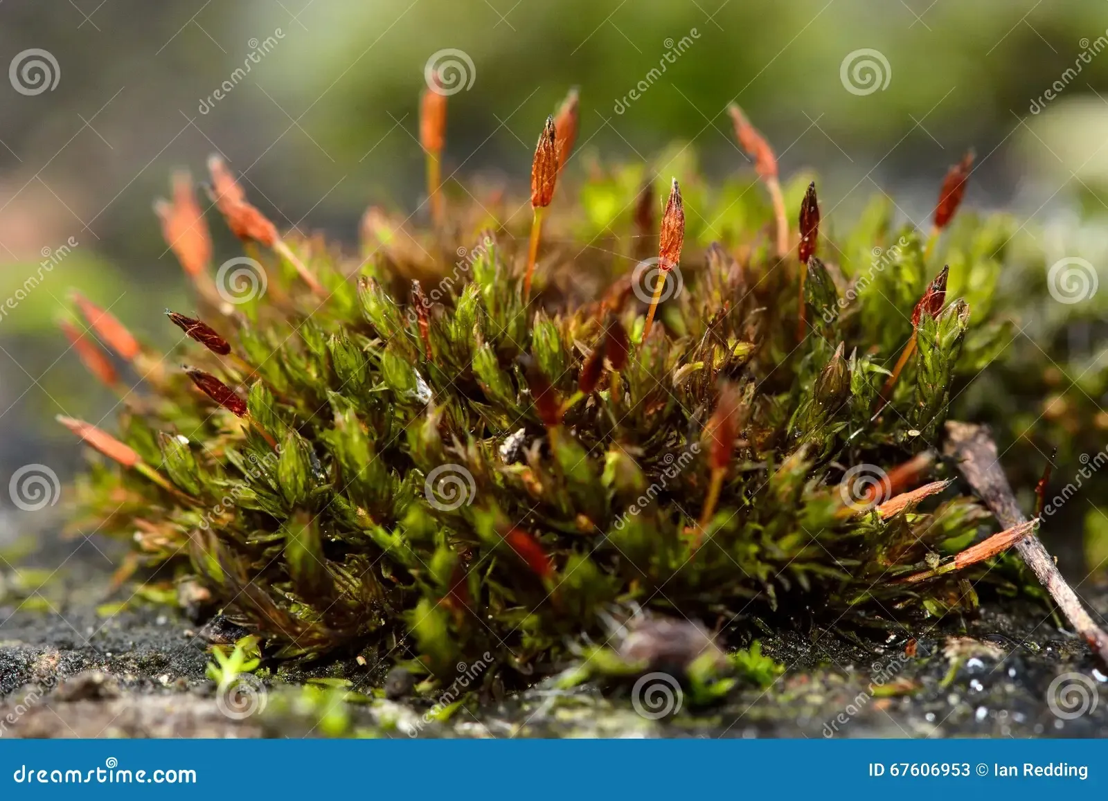 anomalous-bristle-moss-orthotrichum-anomalum-cushion-common-showing-brown-sporophytes-family-orthotrichaceae-67606953.jpg