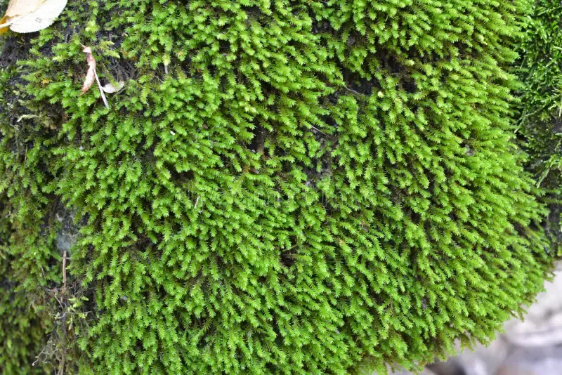 anomodon-moss-grows-stone-forest-wild-209711768.jpg