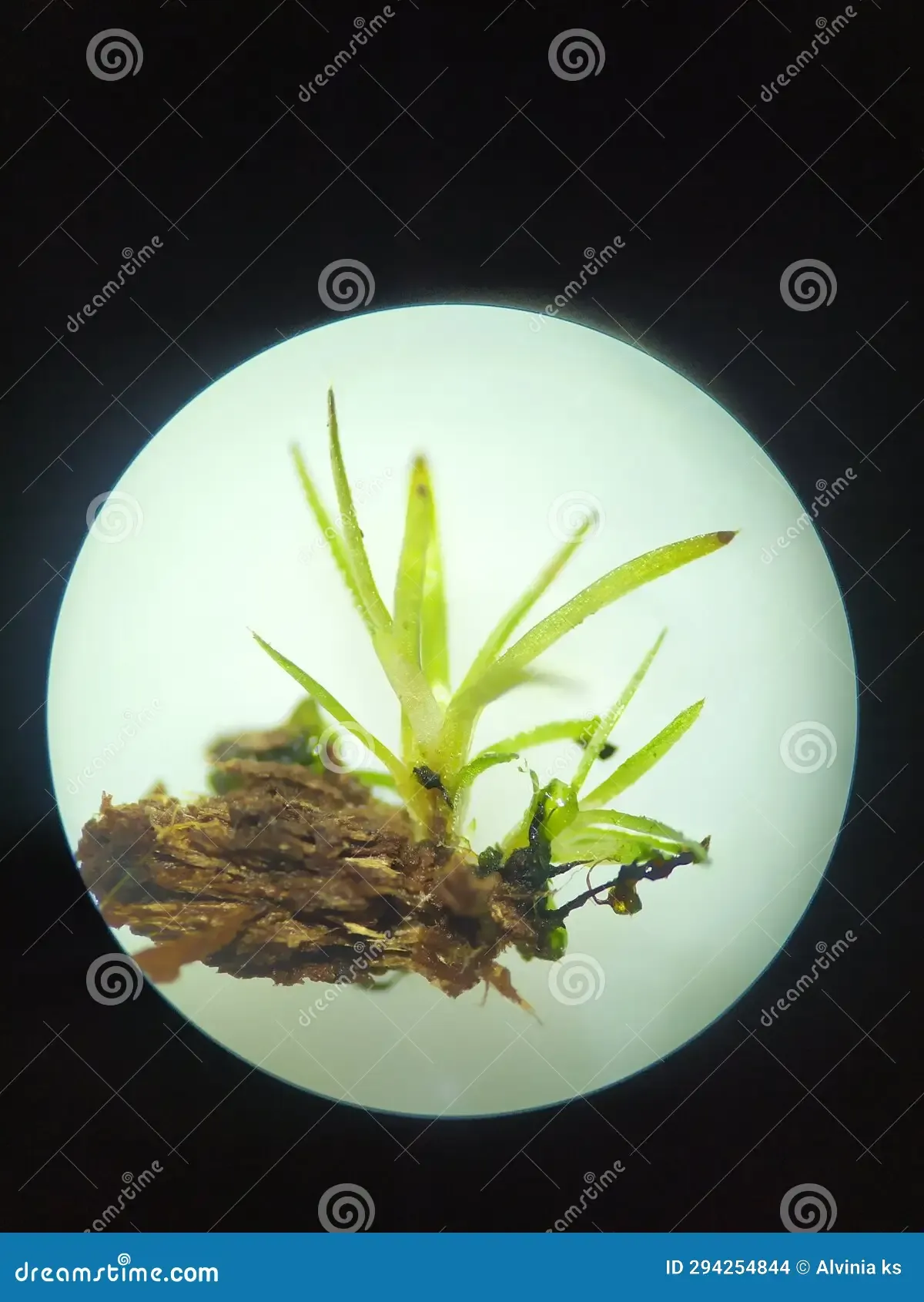 appearance-moss-plant-octoblepharum-albidum-stereo-microscope-294254844.jpg