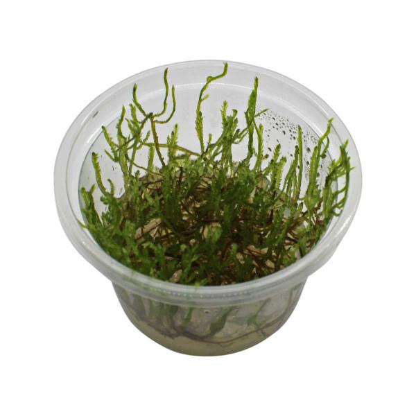 aquarium-pflanzen-wasserpflanzen-in-vitro-errect-moss-vesicularia-reticulata.jpg