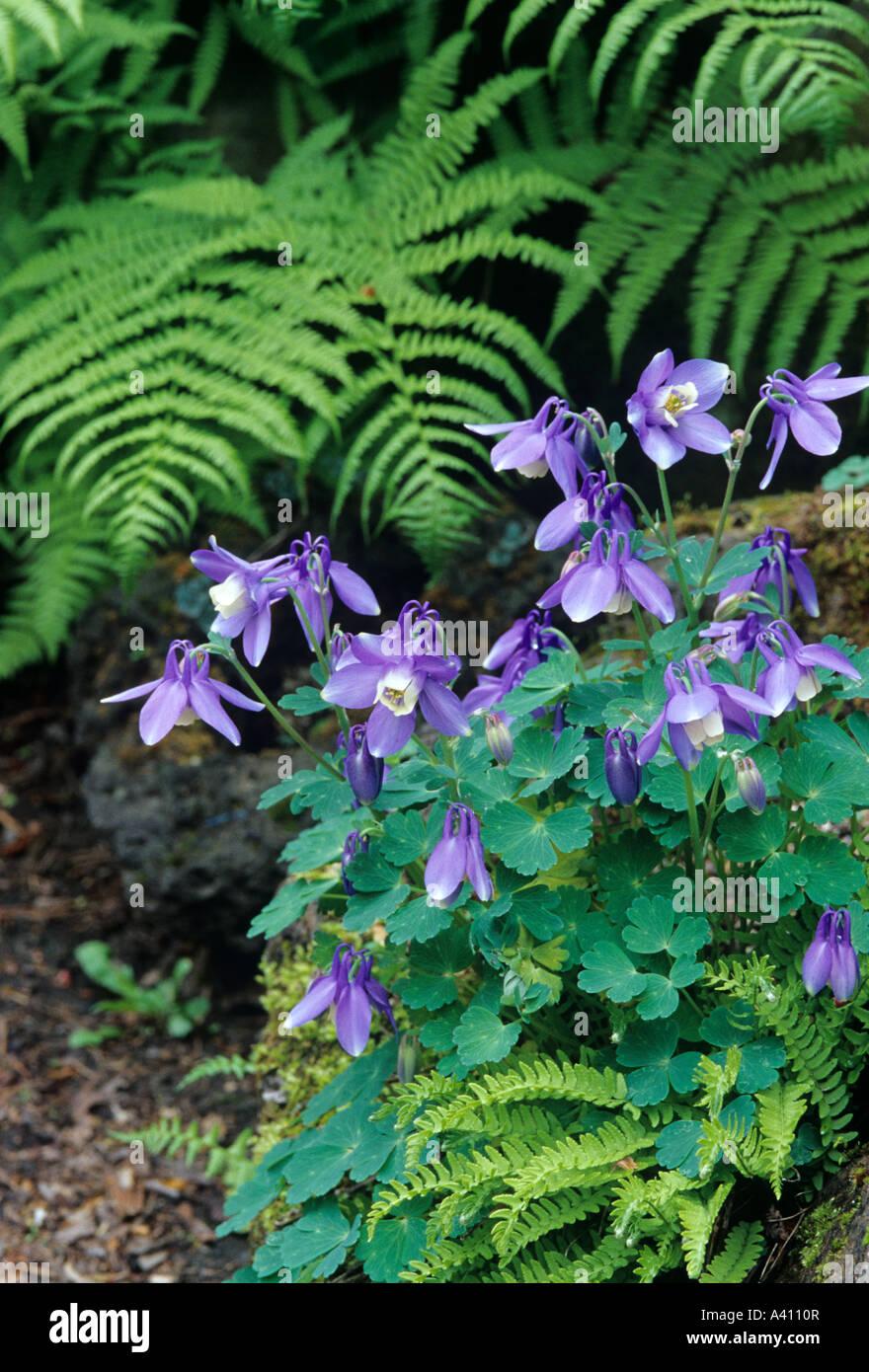 aquilegia-flabellata-var-pumila-japan-A4110R.jpg