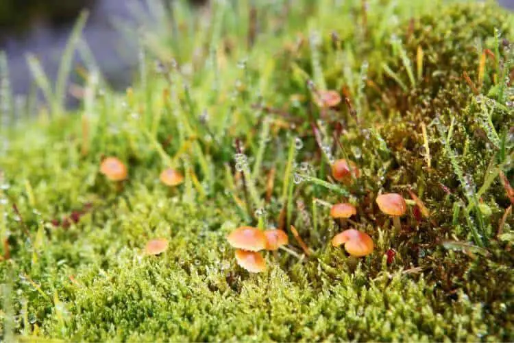 arctic-moss-plant-adaptations.jpg