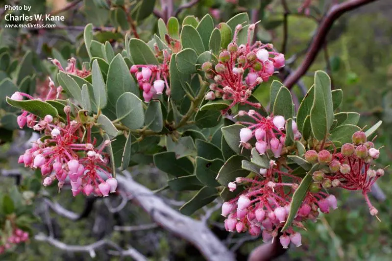 arctostaphylos-pringlei-5.jpg