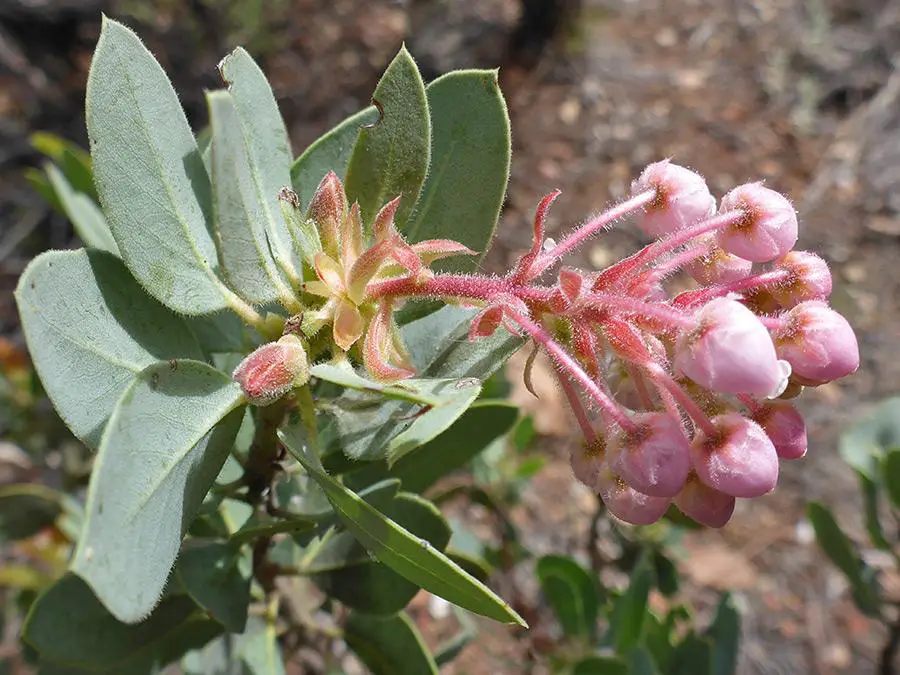 arctostaphylos-pringlei1.jpg