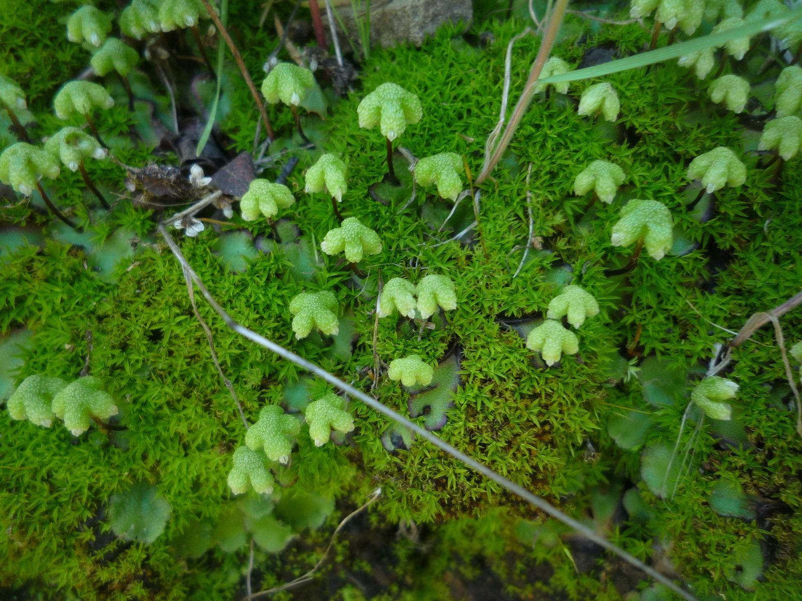 asterella-californica-with-moss.jpeg