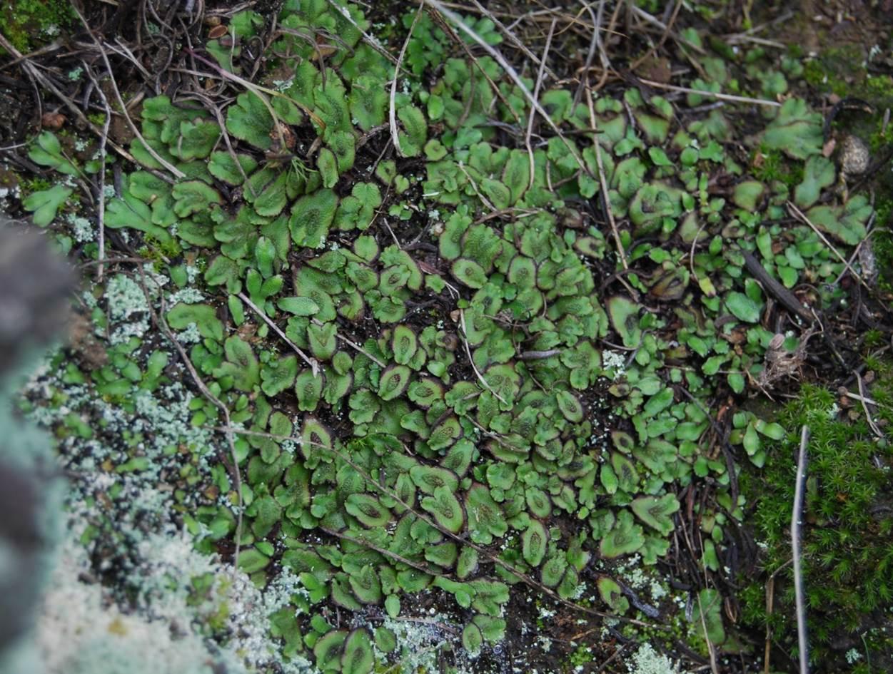 asterella-male-2013-1.jpg