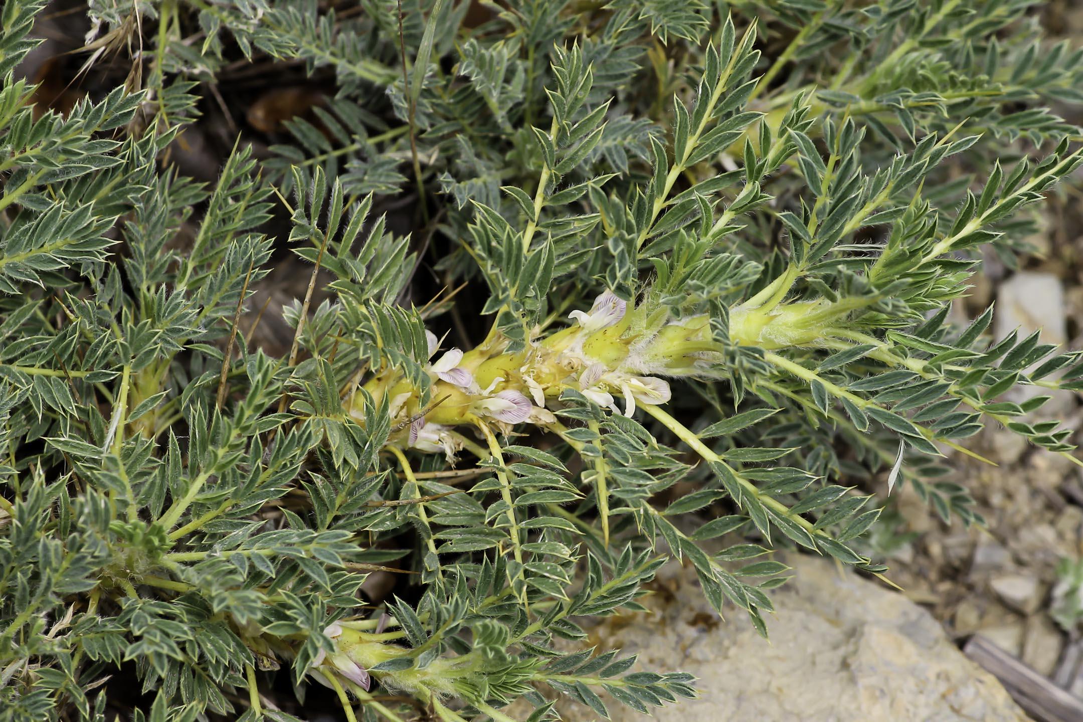 astragalus-granatensis-photo4.jpg