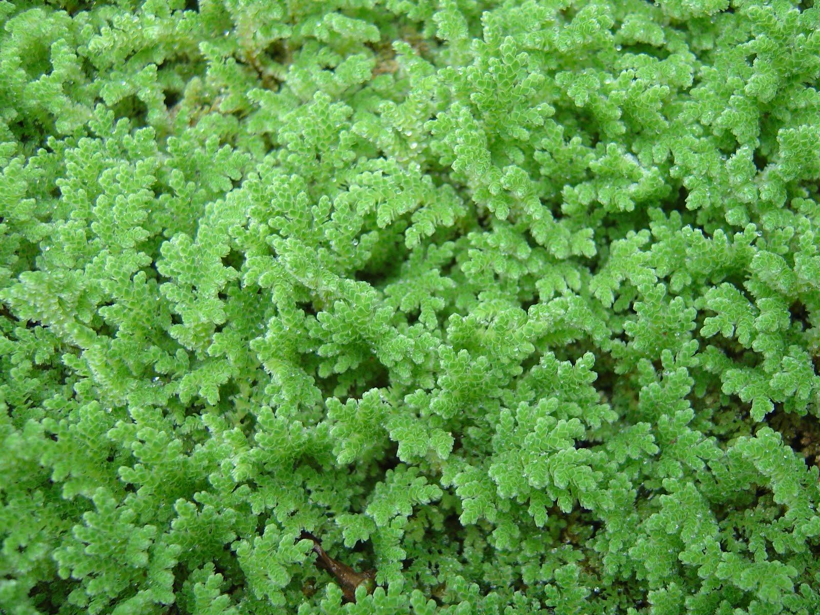 azolla.jpg