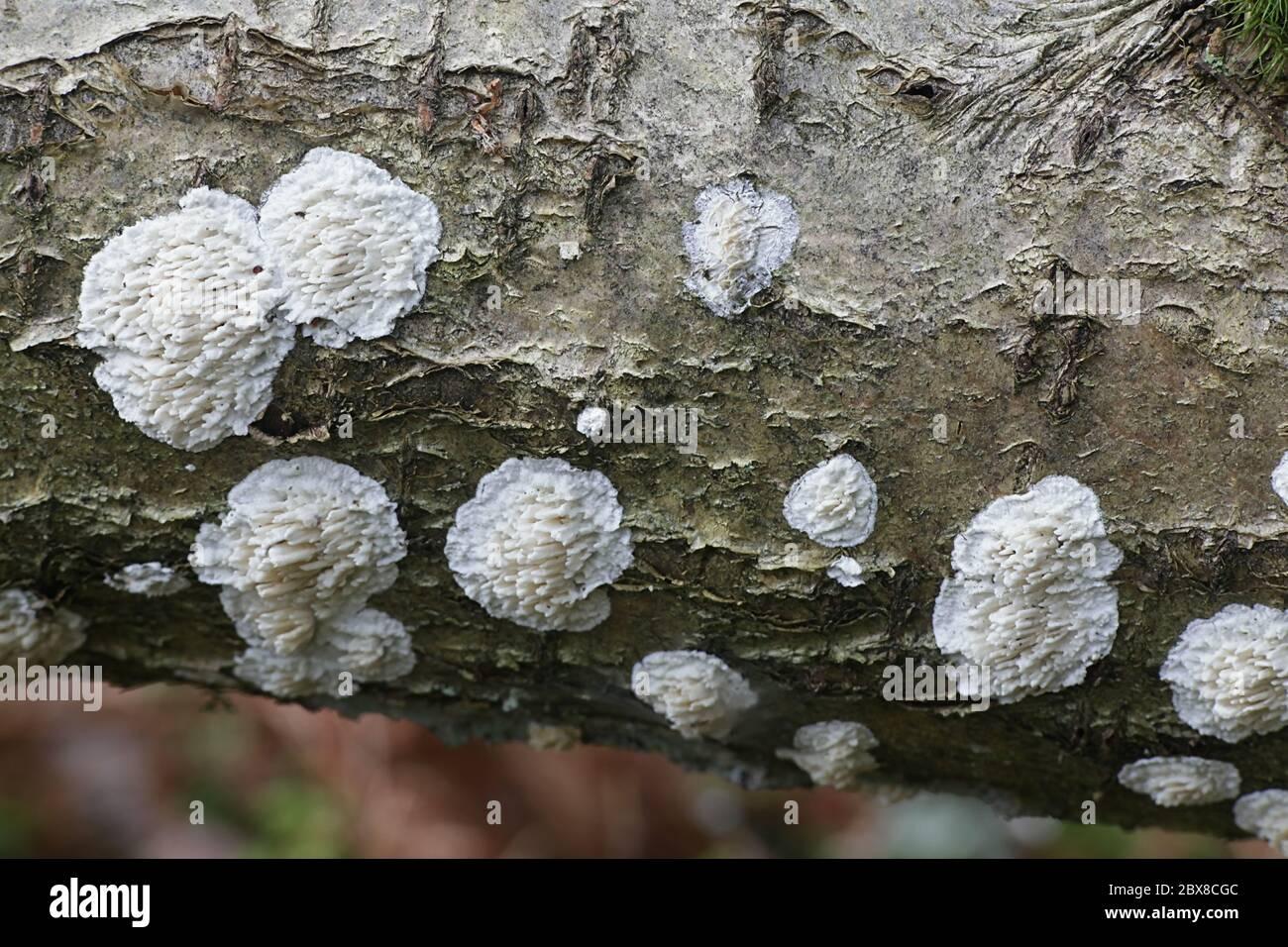 basidioradulum-radula-known-as-toothed-crust-wild-fungus-from-finland-2BX8CGC.jpg
