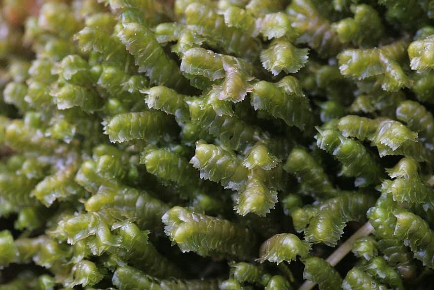 bazzania-trilobata-microscopic-closeup-biology-macro-science-plant-botany.jpg