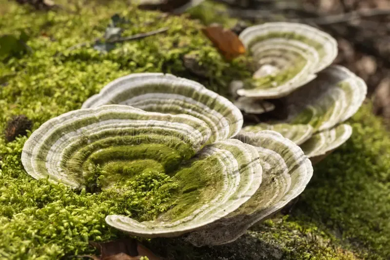 beautiful-close-up-lumpy-bracket-trametes-gibbosa-polypore-mushroom-growing-moss-covered-trunk-old-dead-tree-254581079.jpg