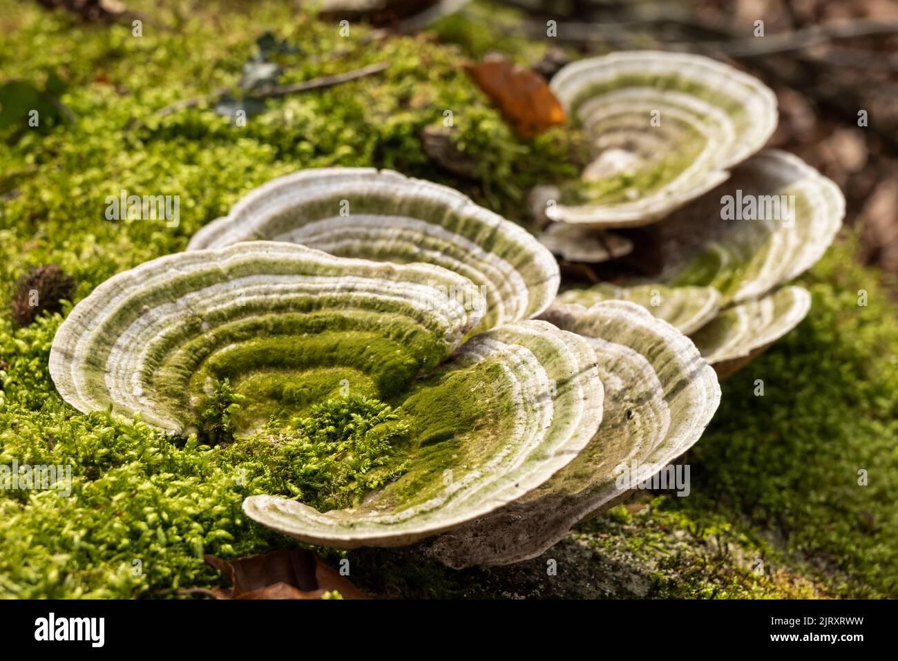 beautiful-close-up-of-a-lumpy-bracket-trametes-gibbosa-a-polypore-mushroom-growing-on-the-moss-covered-trunk-of-an-old-dead-tree-in-a-forest-2JRXRWW.jpg