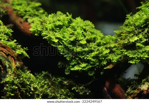 beautiful-coral-moss-riccardia-chamedryfolia-600w-2224249567.jpg