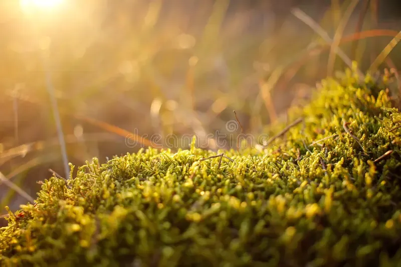 beautiful-green-moss-cirriphyllum-piliferum-sunlight-closeup-macro-background-beautiful-green-moss-cirriphyllum-piliferum-256866570.jpg