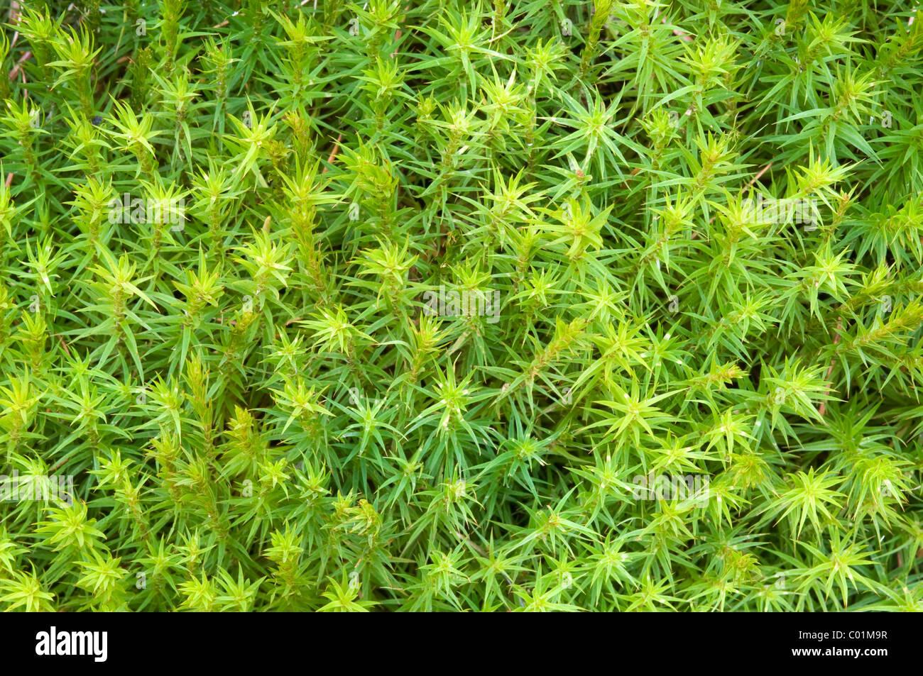 beautiful-hair-moss-polytrichum-formosum-schwaz-tyrol-austria-europe-C01M9R.jpg