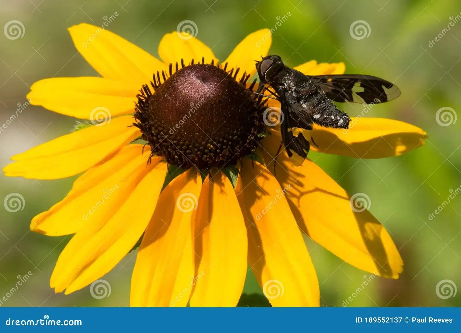 bee-fly-exoprosopa-decora-collecting-nectar-black-eyed-susan-flower-taylor-creek-park-toronto-ontario-canada-189552137.jpg