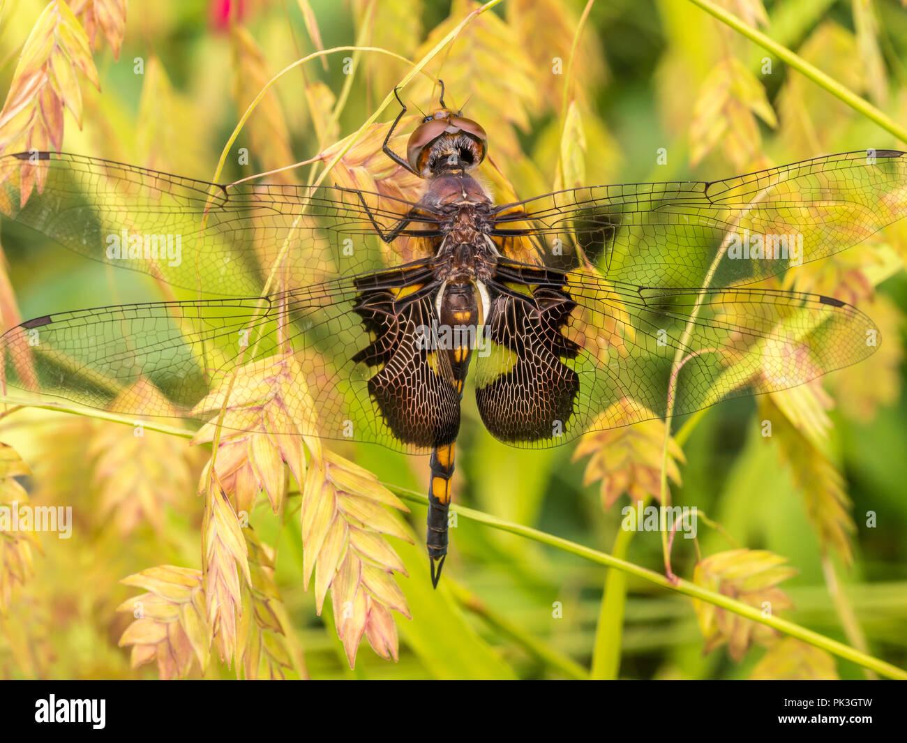 black-saddlebags-tramea-lacerata-is-a-species-of-skimmer-dragonfly-found-throughout-north-americ-PK3GTW.jpg