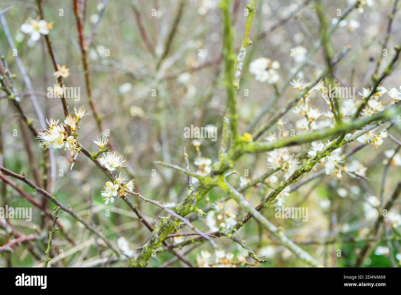 blackthorn-tree-shrub-prunus-spinosa-in-bloom-with-white-flowers-and-branches-covered-in-moss-2D4NM68.jpg