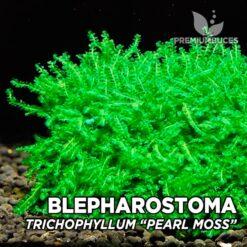 blepharostoma-trichophyllum-pearl-moss-247x247.jpg