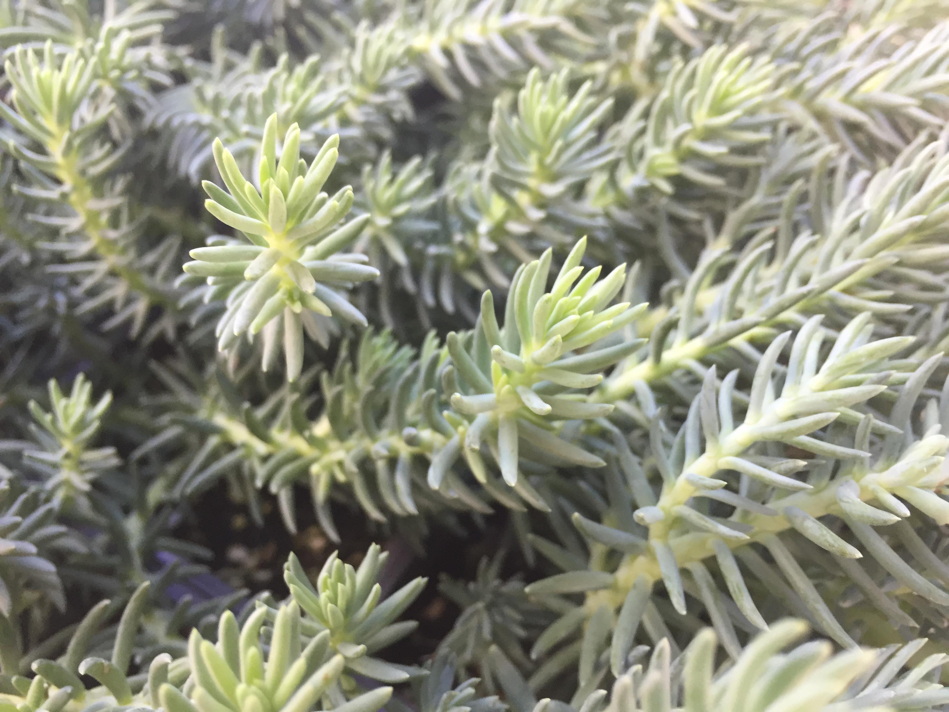 blue-spruce-sedum.jpg