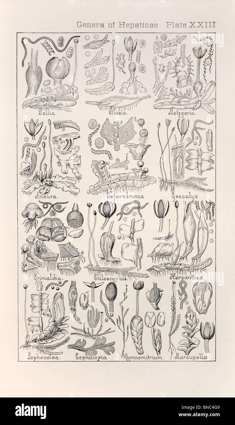 botanischen-drucken-aus-handbuch-der-botanik-der-nordlichen-usa-asa-gray-1889-platte-xxiii-gattungen-der-hepaticae-bnc4g9.jpg