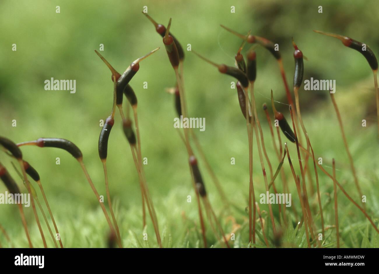 brachythecium-moss-brachythecium-velutinum-sporophytes-AMWMDW.jpg