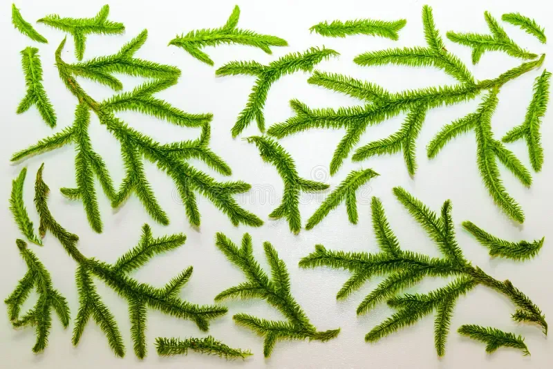branches-green-plants-moss-like-spruce-isolated-white-background-99530876.jpg