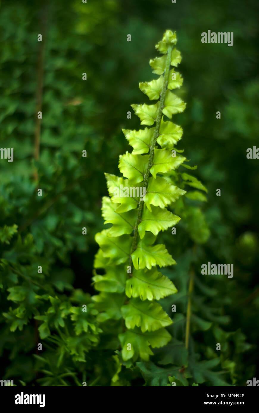 bright-green-juicy-fresh-leaf-of-fern-actually-hepatic-moss-jungermannia-lycopodioides-on-a-dark-blurry-plant-background-MRH94P.jpg