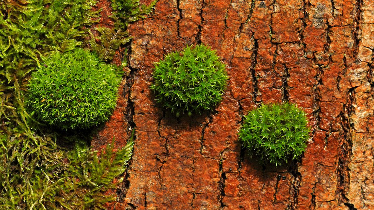 bristle-mosses-orthotrichum-affine-moss-tree-trunk-alamy-ebt92f-blickwinkel.jpg