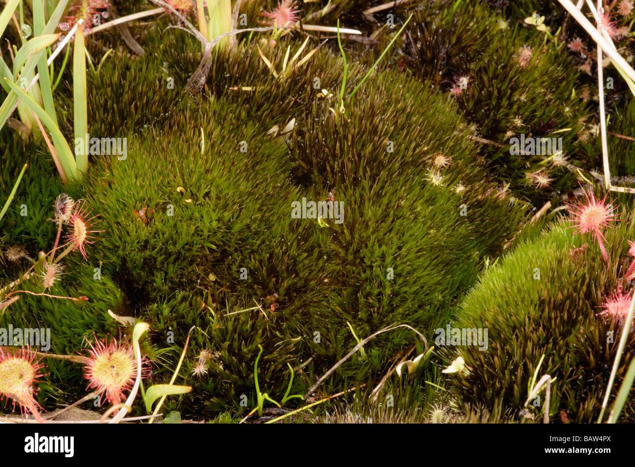 bristly-swan-neck-moss-campylopus-atrovirens-on-moorland-uk-BAW4PX.jpg