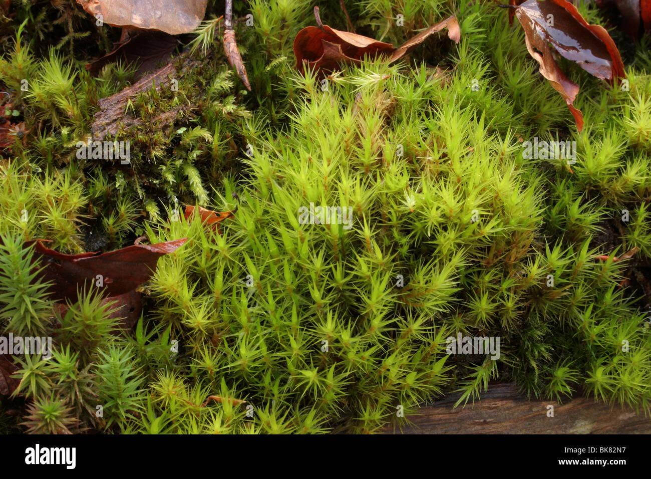 broom-fork-moss-dicranum-scoparium-a-bryophyte-moss-on-a-rotten-log-BK82N7.jpg