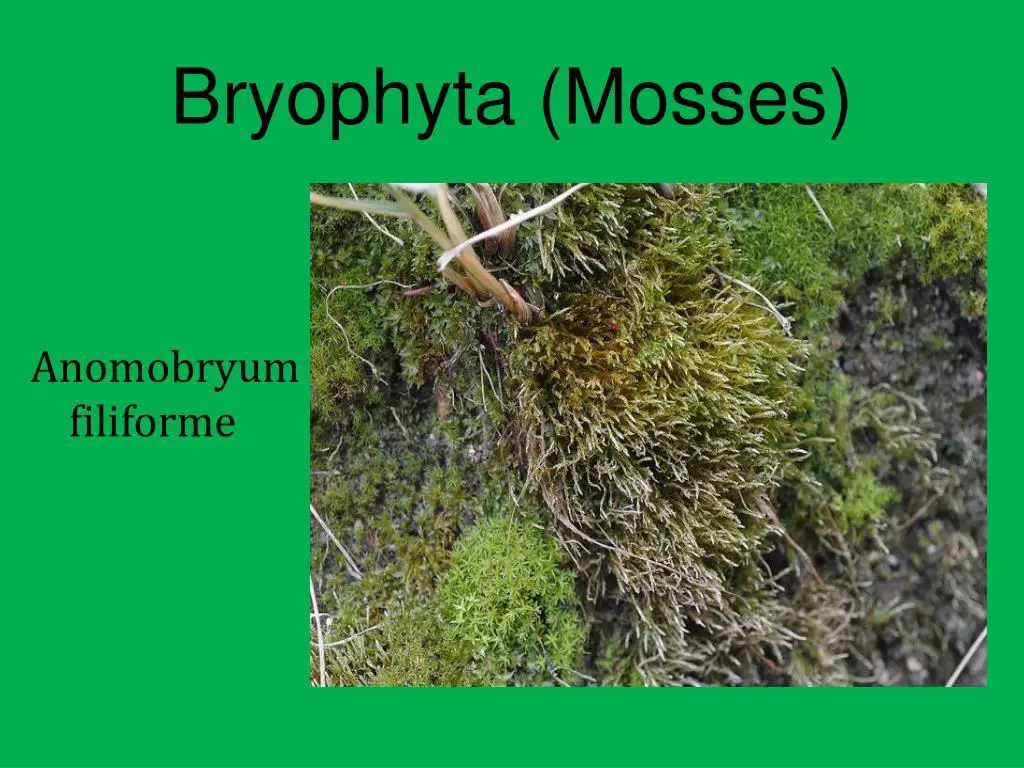 bryophyta-mosses2-l.jpg
