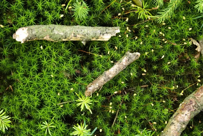 bryopsida-polytrichum-gracile-photosynthesis-two-different-kinds-moss-process-78605038.jpg