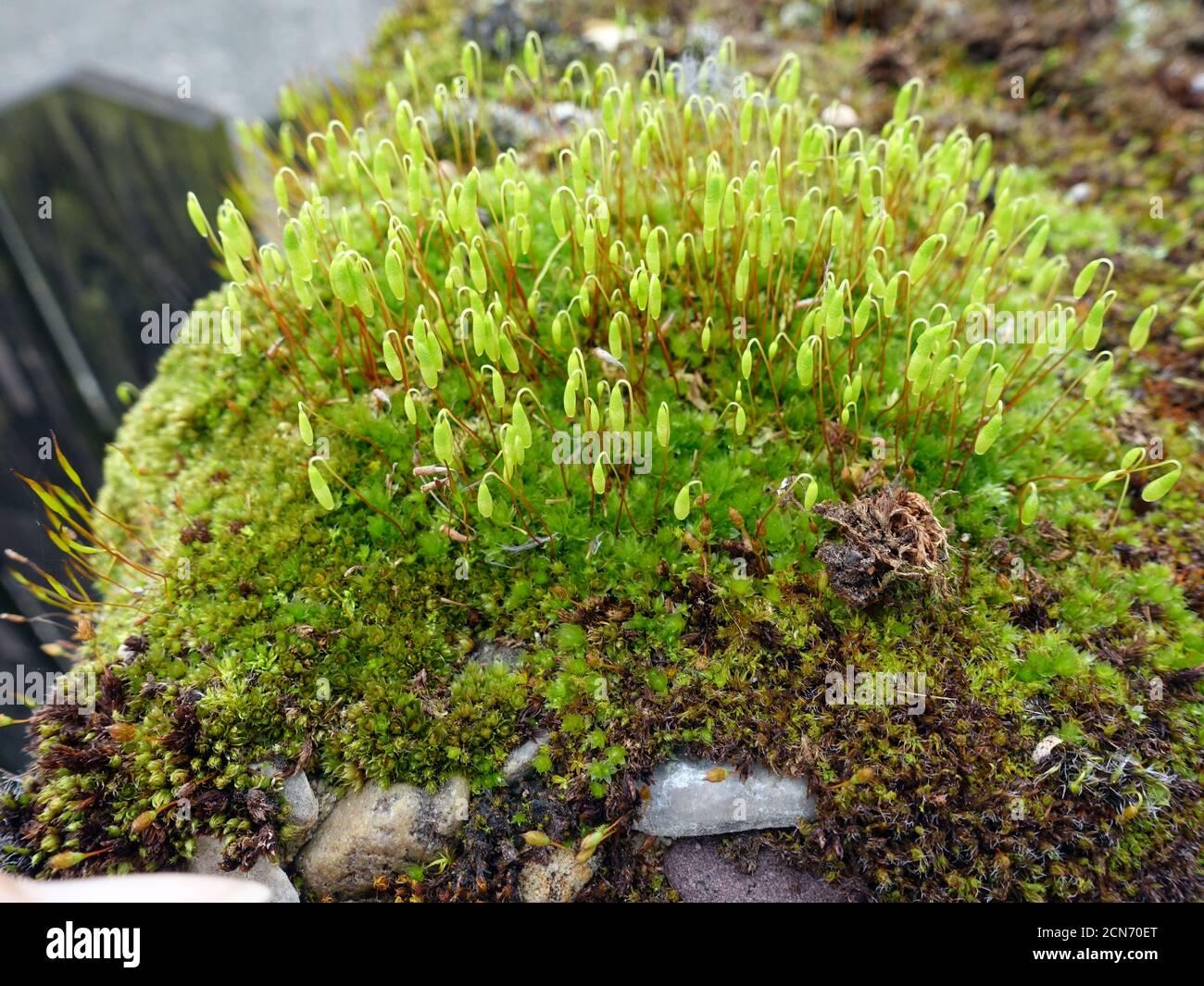 bryum-capillare-moss-plant-with-young-spore-capsules-2CN70ET.jpg