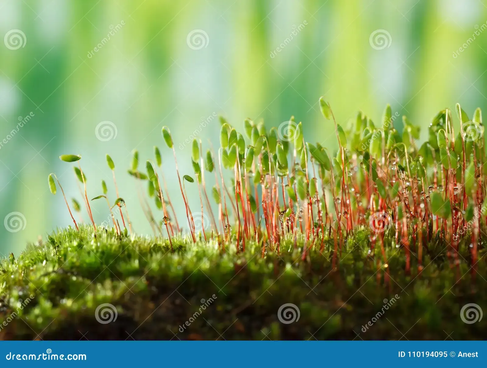 bryum-moss-macro-pohlia-nutans-green-spore-capsules-red-stalks-110194095.jpg