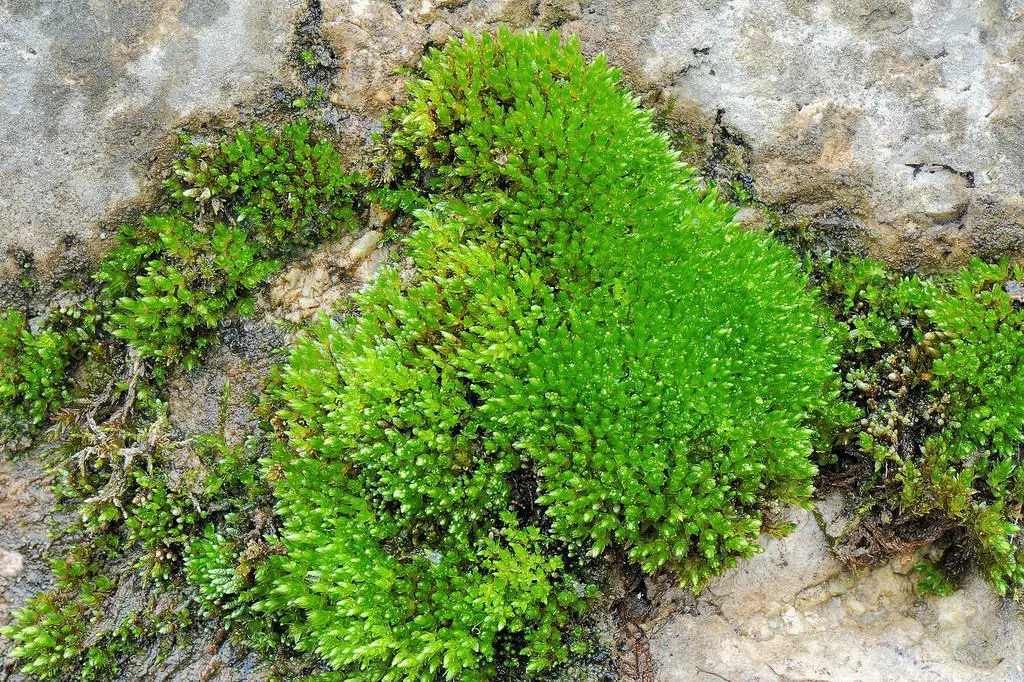 bryum_gemmiparum.jpg