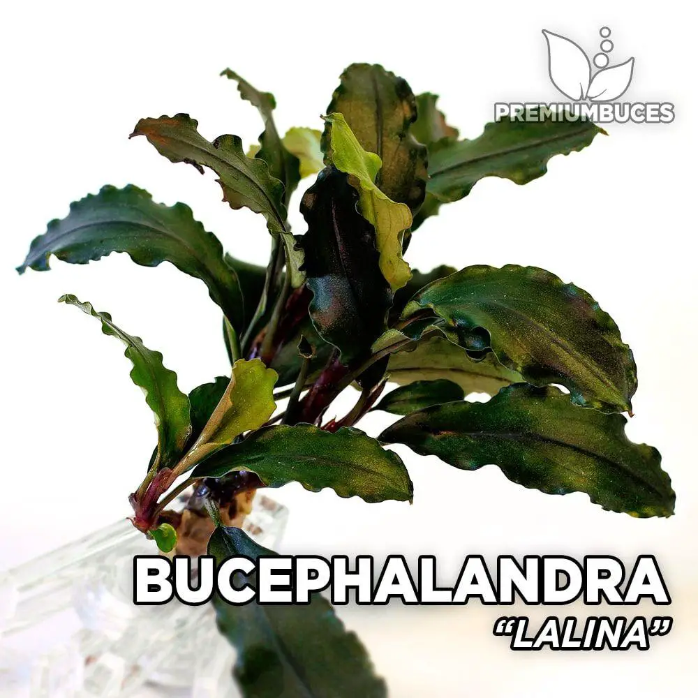 bucephalandra-lalina.jpg