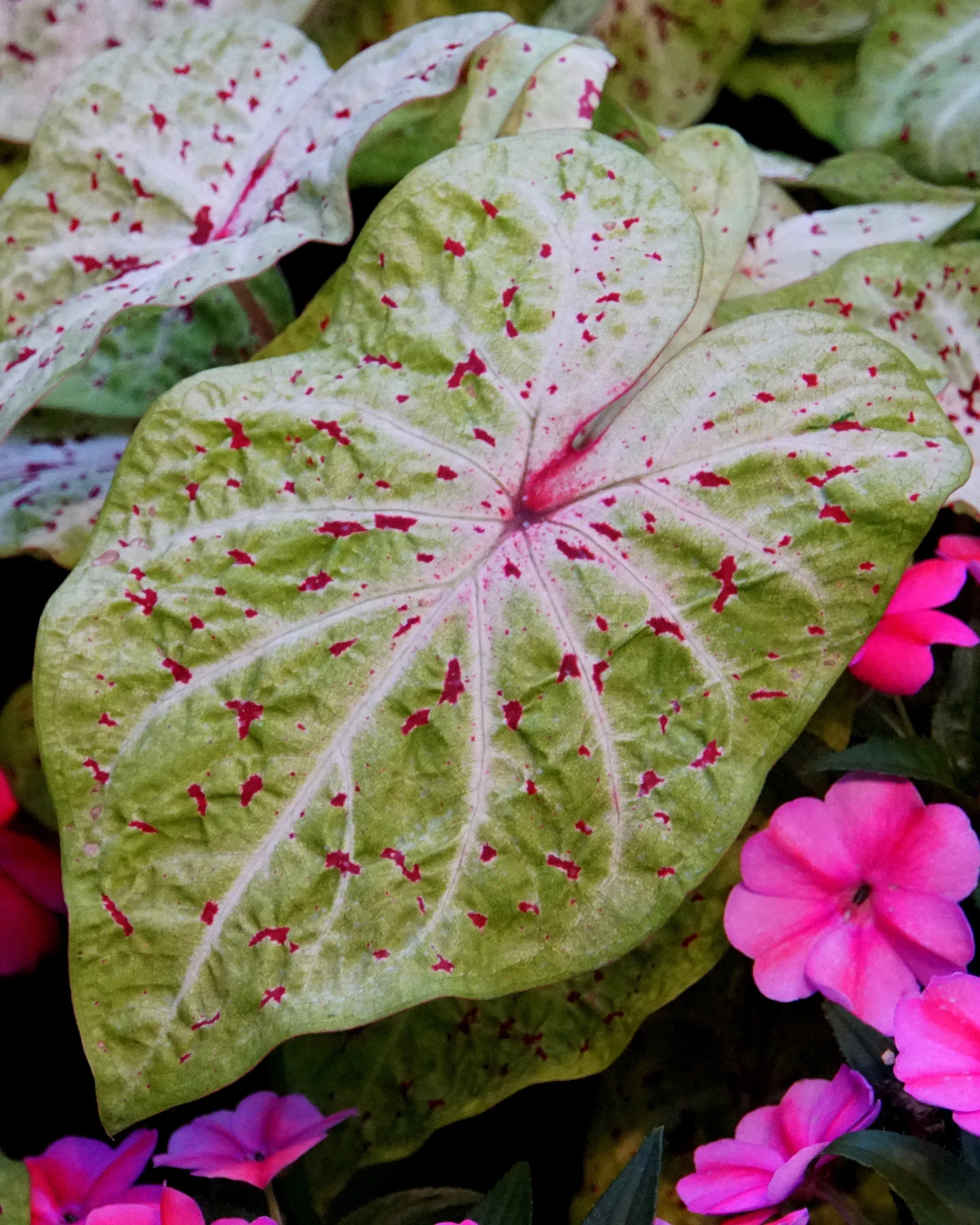 caladium-miss-muffet-1.jpg